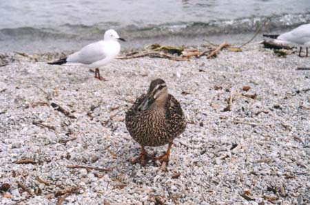 New Zealand Wanaka Duck 2004